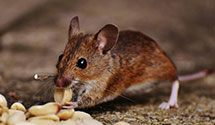 24 Hour & Emergency Exterminators in Towson, MD